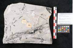 Foto (Objekt + Etikett) von Sphenopteris hoeninghausi Brongniart (NHMW-GEO-2024-0188-10814)